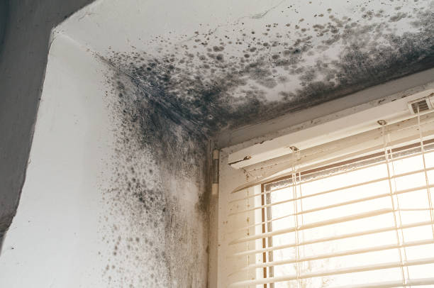 Affordable Mold Removal solutions in Greensboro, NC